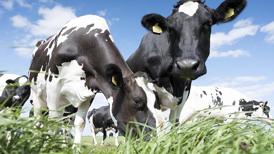 Fresh Grass, New Cheese: How Springtime Grazing Affects Your Favorite Dairy Products